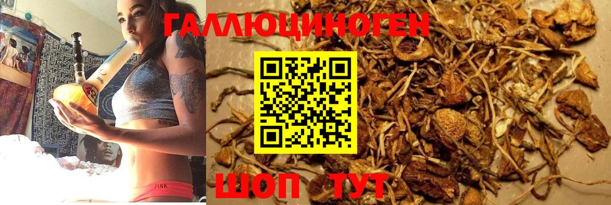 Псилоцибиновые грибы Cubensis Приморско-Ахтарск